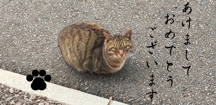 ツチノコじゃないよ猫だよ