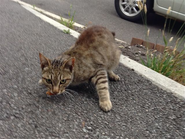 クルマをいじろうとすると野良ネコがまとわり付いてくる件 コペンはクルマです